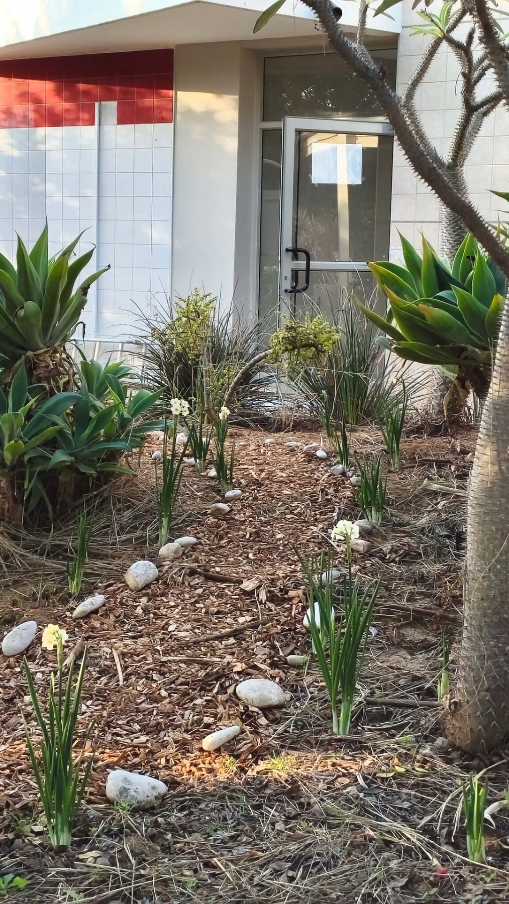 הגינות היפות סביב נווה אשכול בזכות אופירה מרעים